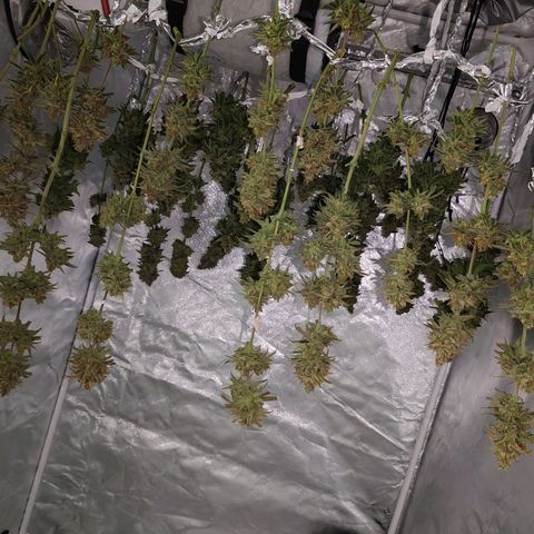 LAFANTA CBD growlog timeline photo