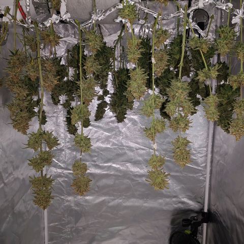 LAFANTA CBD growlog timeline photo