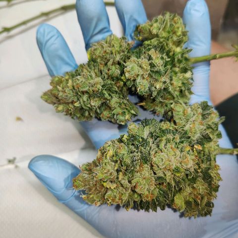SUPER LEMON HAZE, MOBY-D, CRITICAL +2 & GORILLA GLUE #4 growlog timeline photo