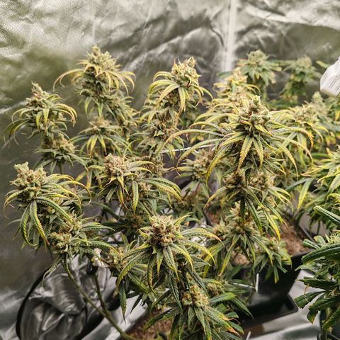 SUPER LEMON HAZE, MOBY-D, CRITICAL +2 & GORILLA GLUE #4 growlog timeline photo