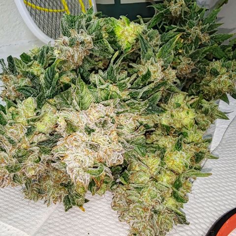 SUPER LEMON HAZE, MOBY-D, CRITICAL +2 & GORILLA GLUE #4 growlog timeline photo