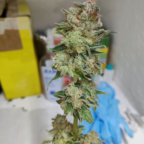 SUPER LEMON HAZE, MOBY-D, CRITICAL +2 & GORILLA GLUE #4 growlog timeline photo