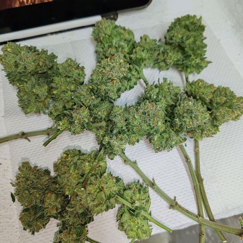 SUPER LEMON HAZE, MOBY-D, CRITICAL +2 & GORILLA GLUE #4 growlog timeline photo