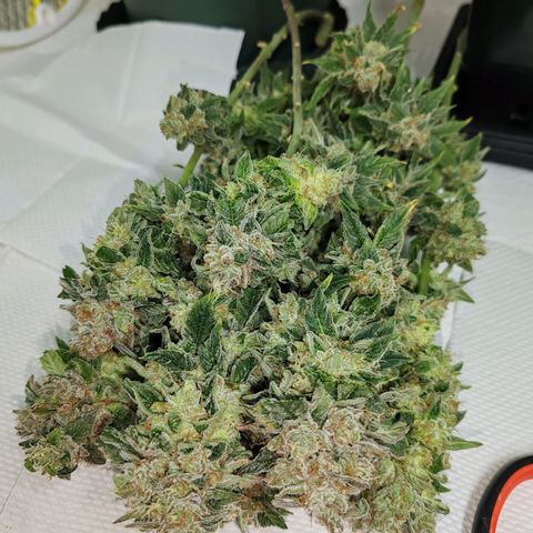 SUPER LEMON HAZE, MOBY-D, CRITICAL +2 & GORILLA GLUE #4 growlog timeline photo