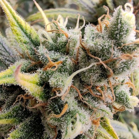 SUPER LEMON HAZE, MOBY-D, CRITICAL +2 & GORILLA GLUE #4 growlog timeline photo