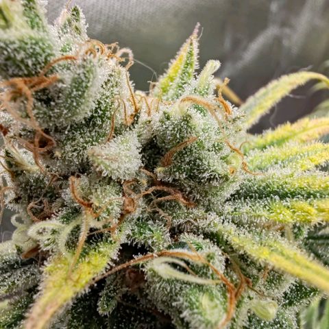 SUPER LEMON HAZE, MOBY-D, CRITICAL +2 & GORILLA GLUE #4 growlog timeline photo