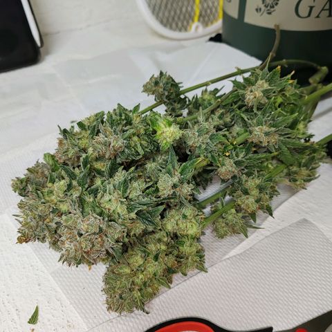 SUPER LEMON HAZE, MOBY-D, CRITICAL +2 & GORILLA GLUE #4 growlog timeline photo