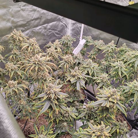 SUPER LEMON HAZE, MOBY-D, CRITICAL +2 & GORILLA GLUE #4 growlog timeline photo