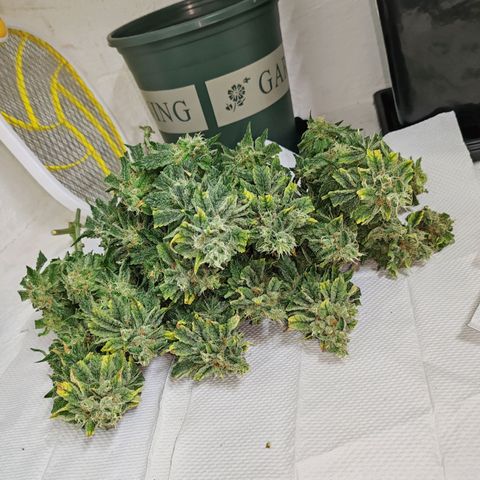 SUPER LEMON HAZE, MOBY-D, CRITICAL +2 & GORILLA GLUE #4 growlog timeline photo