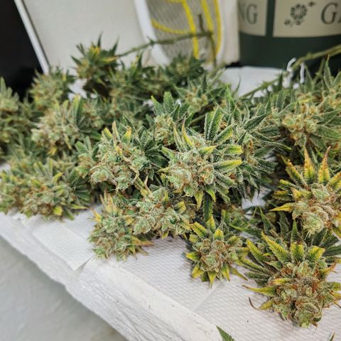 SUPER LEMON HAZE, MOBY-D, CRITICAL +2 & GORILLA GLUE #4 growlog timeline photo