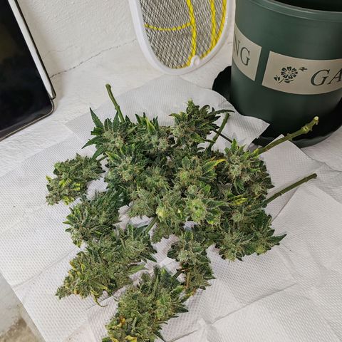 SUPER LEMON HAZE, MOBY-D, CRITICAL +2 & GORILLA GLUE #4 growlog timeline photo