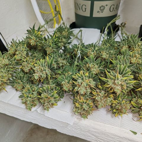 SUPER LEMON HAZE, MOBY-D, CRITICAL +2 & GORILLA GLUE #4 growlog timeline photo