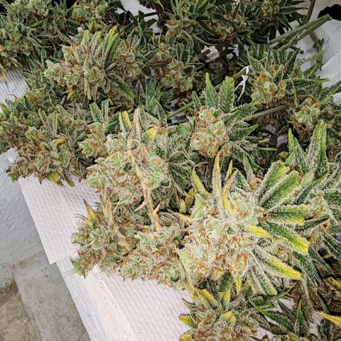 SUPER LEMON HAZE, MOBY-D, CRITICAL +2 & GORILLA GLUE #4 growlog timeline photo