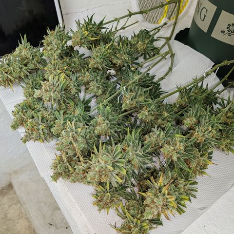 SUPER LEMON HAZE, MOBY-D, CRITICAL +2 & GORILLA GLUE #4 growlog timeline photo