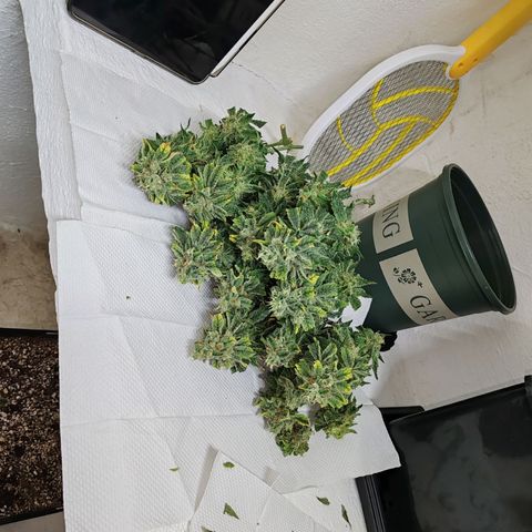 SUPER LEMON HAZE, MOBY-D, CRITICAL +2 & GORILLA GLUE #4 growlog timeline photo