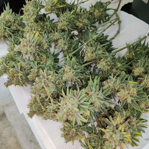 SUPER LEMON HAZE, MOBY-D, CRITICAL +2 & GORILLA GLUE #4 growlog timeline photo