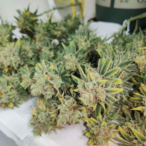 SUPER LEMON HAZE, MOBY-D, CRITICAL +2 & GORILLA GLUE #4 growlog timeline photo