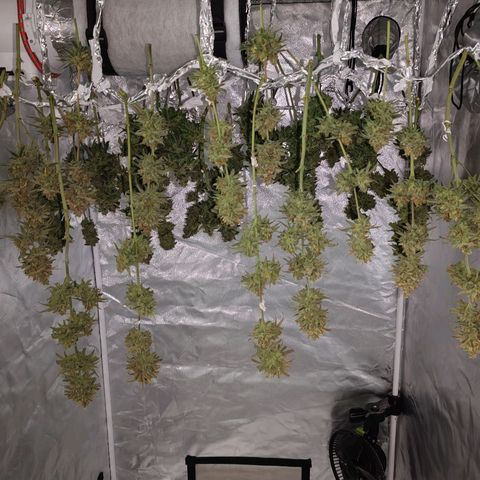 SUPER LEMON HAZE, MOBY-D, CRITICAL +2 & GORILLA GLUE #4 growlog timeline photo