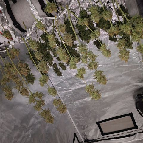 SUPER LEMON HAZE, MOBY-D, CRITICAL +2 & GORILLA GLUE #4 growlog timeline photo