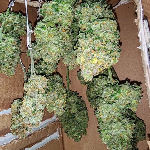 SUPER LEMON HAZE, MOBY-D, CRITICAL +2 & GORILLA GLUE #4 growlog timeline photo