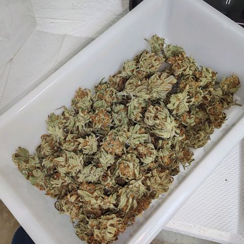 LAFANTA CBD growlog timeline photo