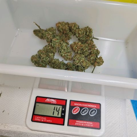 SUPER LEMON HAZE, MOBY-D, CRITICAL +2 & GORILLA GLUE #4 growlog timeline photo