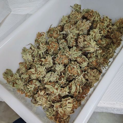 SUPER LEMON HAZE, MOBY-D, CRITICAL +2 & GORILLA GLUE #4 growlog timeline photo