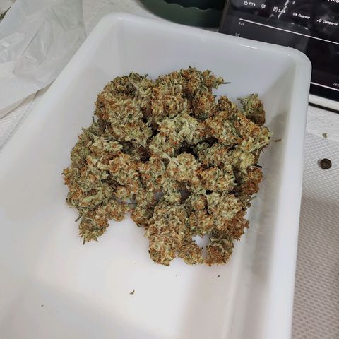 SUPER LEMON HAZE, MOBY-D, CRITICAL +2 & GORILLA GLUE #4 growlog timeline photo