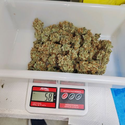 SUPER LEMON HAZE, MOBY-D, CRITICAL +2 & GORILLA GLUE #4 growlog timeline photo