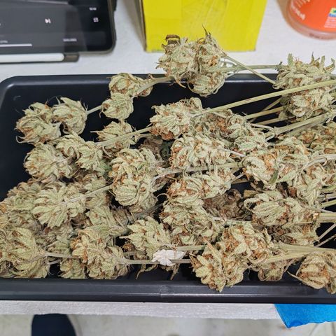 SUPER LEMON HAZE, MOBY-D, CRITICAL +2 & GORILLA GLUE #4 growlog timeline photo