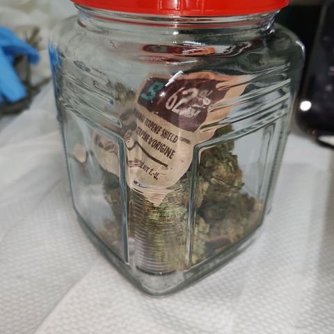 SUPER LEMON HAZE, MOBY-D, CRITICAL +2 & GORILLA GLUE #4 growlog timeline photo