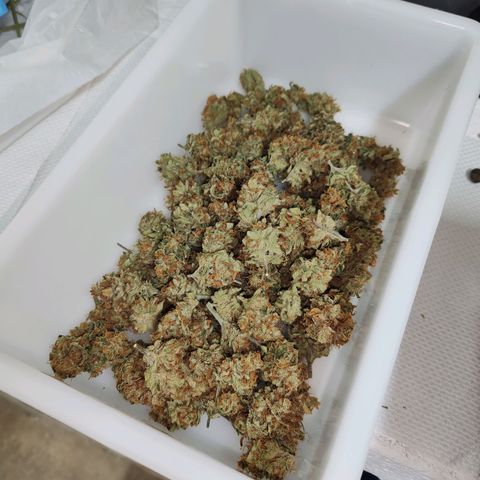 SUPER LEMON HAZE, MOBY-D, CRITICAL +2 & GORILLA GLUE #4 growlog timeline photo