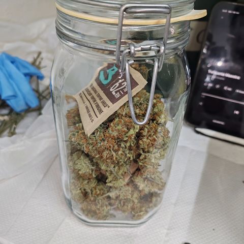 SUPER LEMON HAZE, MOBY-D, CRITICAL +2 & GORILLA GLUE #4 growlog timeline photo