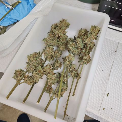 SUPER LEMON HAZE, MOBY-D, CRITICAL +2 & GORILLA GLUE #4 growlog timeline photo
