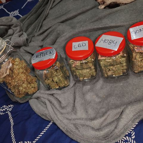 SUPER LEMON HAZE, MOBY-D, CRITICAL +2 & GORILLA GLUE #4 growlog timeline photo