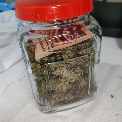 SUPER LEMON HAZE, MOBY-D, CRITICAL +2 & GORILLA GLUE #4 growlog timeline photo