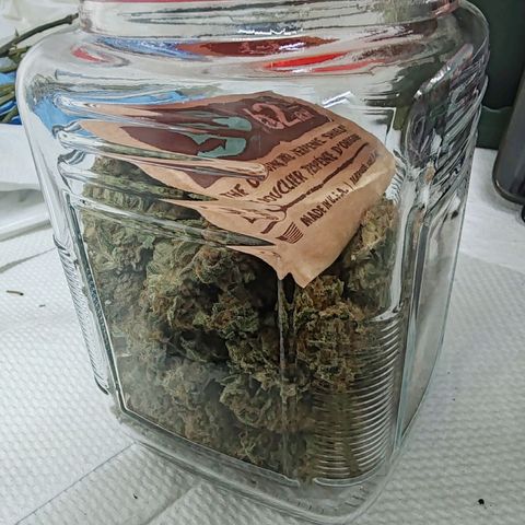 SUPER LEMON HAZE, MOBY-D, CRITICAL +2 & GORILLA GLUE #4 growlog timeline photo