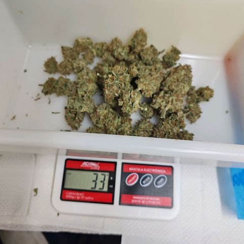 SUPER LEMON HAZE, MOBY-D, CRITICAL +2 & GORILLA GLUE #4 growlog timeline photo