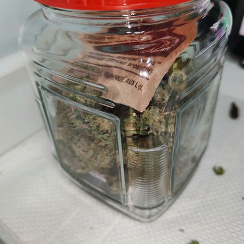 SUPER LEMON HAZE, MOBY-D, CRITICAL +2 & GORILLA GLUE #4 growlog timeline photo