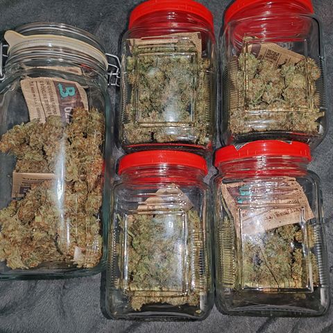 SUPER LEMON HAZE, MOBY-D, CRITICAL +2 & GORILLA GLUE #4 growlog timeline photo