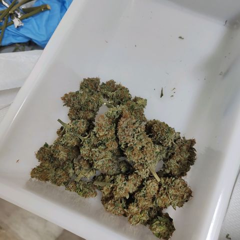 SUPER LEMON HAZE, MOBY-D, CRITICAL +2 & GORILLA GLUE #4 growlog timeline photo