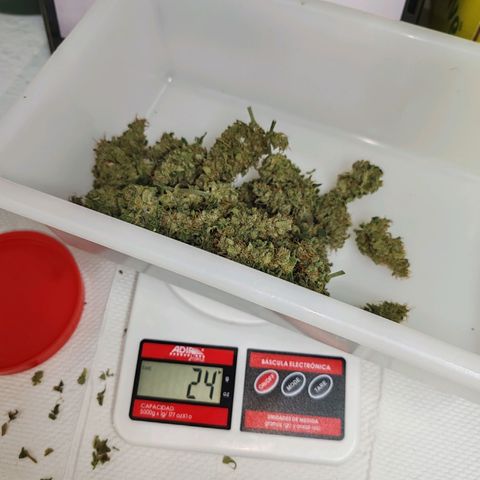 SUPER LEMON HAZE, MOBY-D, CRITICAL +2 & GORILLA GLUE #4 growlog timeline photo