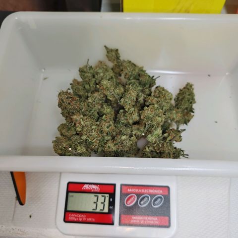 SUPER LEMON HAZE, MOBY-D, CRITICAL +2 & GORILLA GLUE #4 growlog timeline photo
