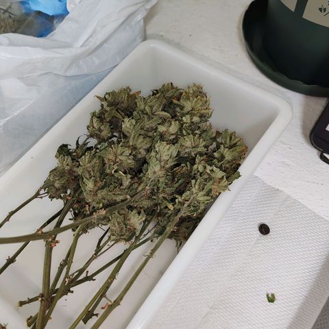 SUPER LEMON HAZE, MOBY-D, CRITICAL +2 & GORILLA GLUE #4 growlog timeline photo