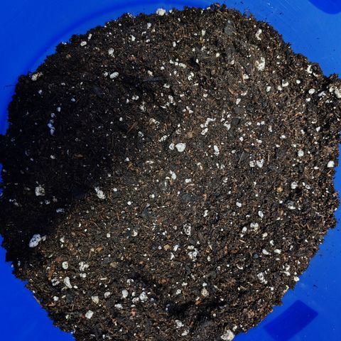 Blackberry Gum growlog photo: Usaremos sustrato Ocean Forest de FoxFarm para todas las etapas de cultivo 