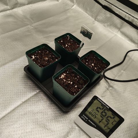 Blackberry Gum growlog photo: Quedan las semillas en sus macetas iniciales y esperamos a que se forme la plantula.