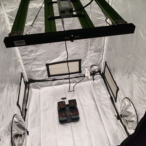 Blackberry Gum growlog photo: Quedan las semillas en sus macetas iniciales y esperamos a que se forme la plantula.