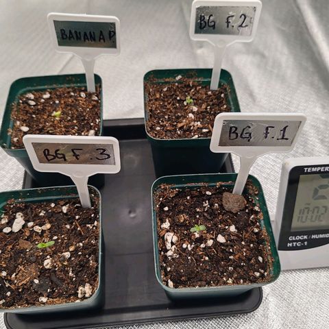 Blackberry Gum growlog photo: Plántulas 