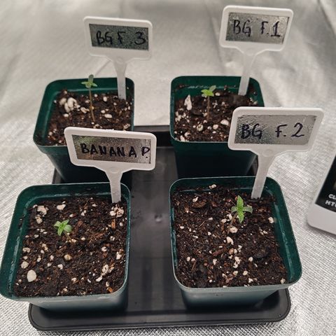 Blackberry Gum growlog timeline photo
