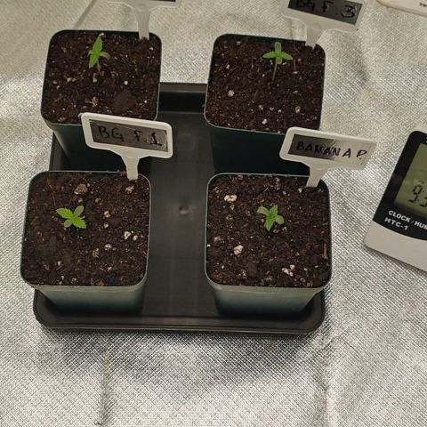 Blackberry Gum growlog photo: Macetas rellenadas con sustrato cubriendo más el tallo que espigó un poco estos días 